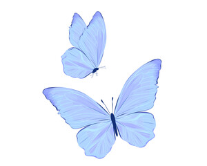 blue butterfly isolated on white