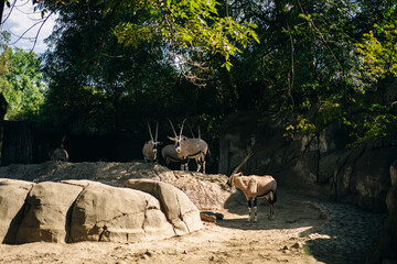 Blackbuck Antilope cervicapra in a beautiful zoo in the center of the Mexican capital, Mexico City.