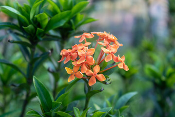 Selective Focus of Ixora flower blossom in a garden. Pink white spike flower. Rubiaceae flower....