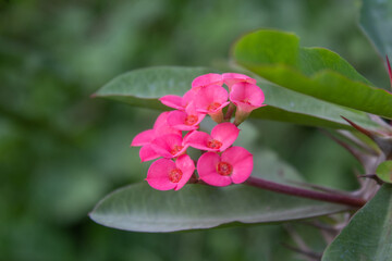 Close up Crown of Thorns, Christ Thorn flower with leaves. Euphorbia milii Selective focus flower.