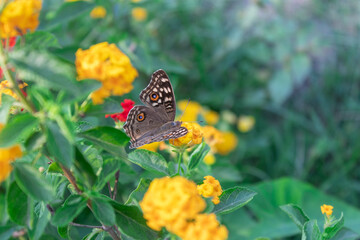 Fototapeta premium Top views of Butterfly sitting on red lantana camara flowers. Selective focus on Butterfly and Yellow flower.