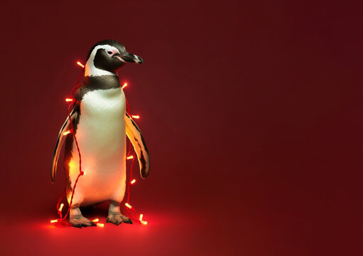 Penguin wrapped in Christmas lights garland, standing on red background, looking to side at blank copy space. Christmas penguin banner. AI generative