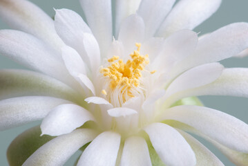 Obraz na płótnie Canvas Close up fullboom flower of cactus