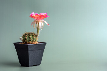 Close up fullboom flower of cactus