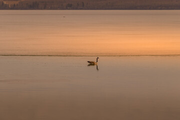 Fototapeta na wymiar Sylvan Lake in the early spring Sylvan Lake Alberta Canada