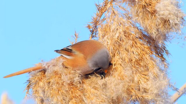 Wildlife - Birds. They feed on bearded reedling (Panurus biarmicus) birds, insects and reed seeds that live in large reeds in wetlands.
