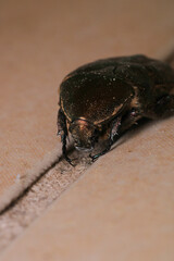 European rose chafer insect macro photo