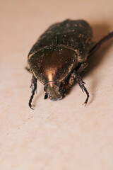 European rose chafer insect macro photo