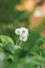 white dandelion flower