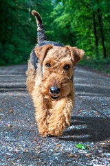 cute young terrier on a walk in the forest