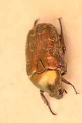 European rose chafer insect macro photo