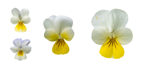 Viola arvensis flowers isolated on transparent background. PNG file.