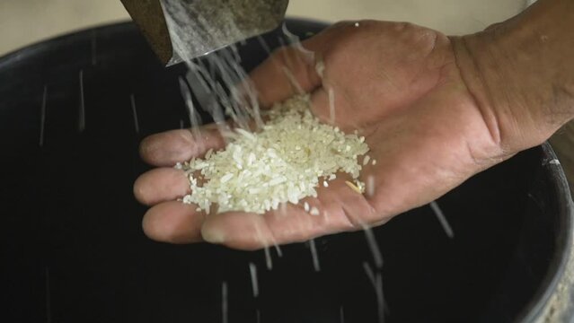 Asian male farmer's hand holding rice grains flowing from rice milling machine to view or inspect.
