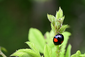 黒地に赤い紋のナミテントウ（埼玉県/5月）