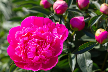 Red peony flower on a background of green leaves in the garden.