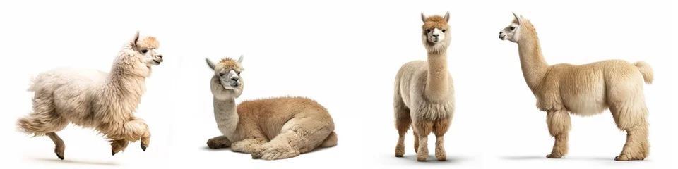 Foto auf Alu-Dibond Alpacas animals banner panorama long - Collection of cute sweet funny standing, sitting, lying group of alpaca (vicugna pacos), isolated on white background, Generative Ai © Corri Seizinger