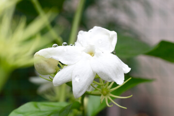 Obraz na płótnie Canvas Arabian jasmine or White mogra or Jasminum sambac flower Buds. .
