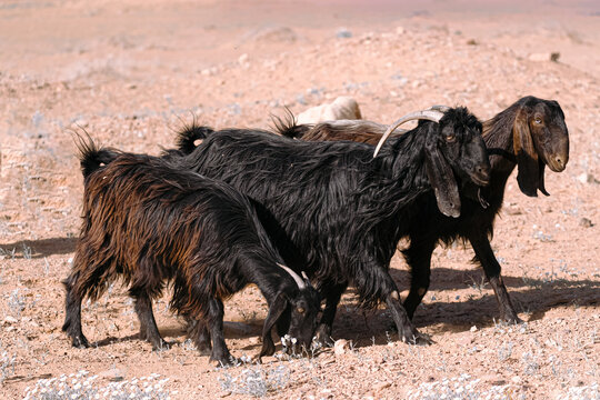 Black Goats Herd in the Arabian desert,  Saudi Arabia