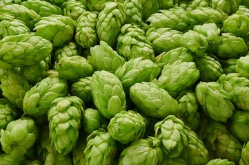 Fototapeta premium Green fresh hop cones for making beer and bread close up