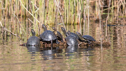 turtles in the pond