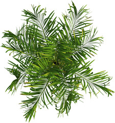 Top view of palm tree