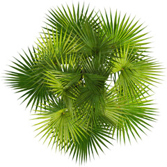 Top view of palm tree