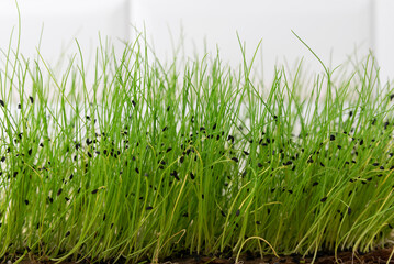 The concept of a healthy lifestyle and diet, eco-product. Growing seedlings, vegetable greens, fresh micro greens, raw sprouts at home.