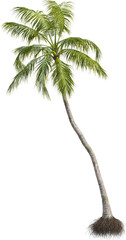 Side view of palm tree