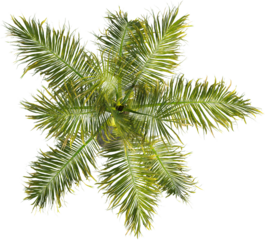 Top view of palm tree