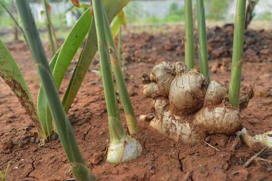 Ginger plant with the scientific name Zingiber officinale which is grown in gardens, is often used as a spice and raw material for traditional medicine.