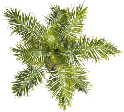 Top view of palm tree