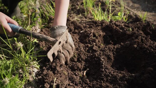 burying onions in the soil. holes for planting. women's hands in gloves. rake for gardening