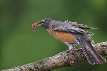 Robins gathering food to feed hungry chicks, both male and female workign hard
