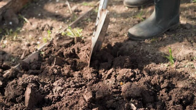 the girl cultivates the soil with a shovel. the garden bed
