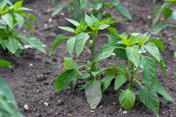 Green bell peppers on the garden bed. Immature peppers. Organic concept. Selective focus. Vegetables