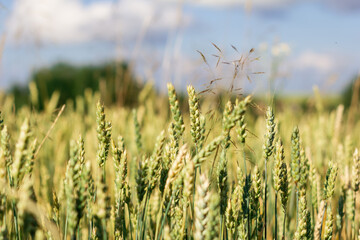 Fototapeta premium Wheat field image. View on fresh ears of young green wheat and on nature in spring summer field
