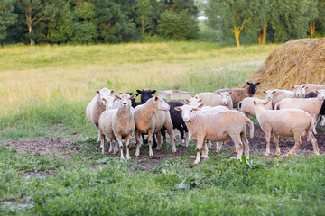 Naklejka na ściany i meble Sheep graze in a meadow on green grass near a haystack.