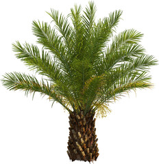 Side view of palm tree