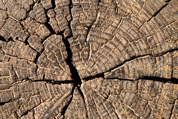 Wood texture close up. Natural wood background with knots