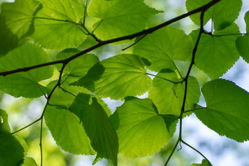 Fototapeta na wymiar Green foliage. Branches of linden tree with green leaves close-up.