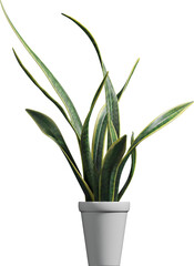 Side view of potted Dracaena trifasciata