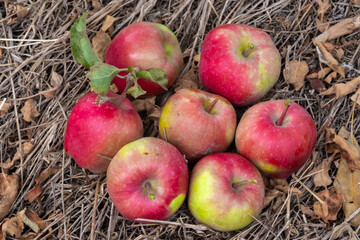 Ripe red apples lie on the ground in the autumn garden.