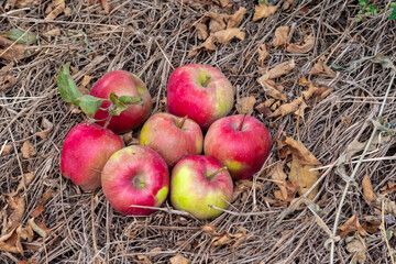 Ripe red apples lie on the ground in the autumn garden.