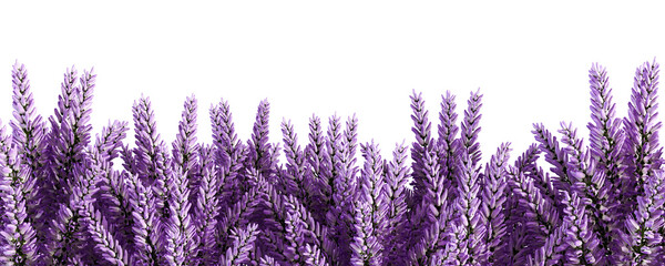 lavender flowers on a white background - obrazy, fototapety, plakaty