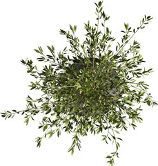 Top view of potted olive tree