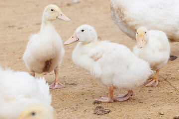 white ducks on farm graze in herd, cute pets birds. taking care of cattle in backyard. subsistence farming, poultry farming for meat and eggs. environmentally friendly
