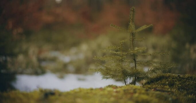 small pine tree is growing in the forest