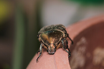 European rose chafer insect macro photo