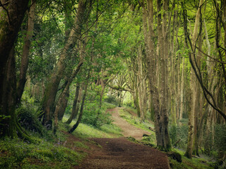 Obraz premium Bosahan woodland path near falmouth cornwall england uk 