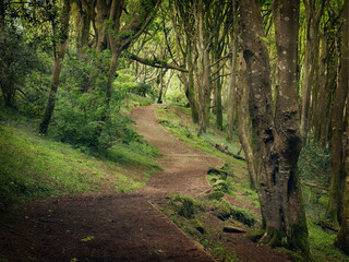 Fototapeta premium Bosahan woodland path near falmouth cornwall england uk 